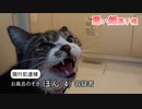 【ニュース】悪い顔選手権【猫動画】