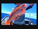 ”海のルビー”を求めて中深海探索【アカムツ釣り】