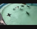 横浜市立野毛山動物園@横浜市緑区20220715 楽天回線またはau回線
