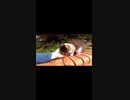 後ずさりする野良猫に親近感を覚える#Shorts【野良猫】【感動猫】