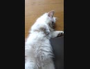ラグドールの子猫　ヒカルくんのヘソ天昼寝姿