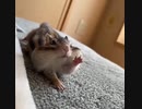 ホモと見る　身体を伸ばすストレッチをするリス