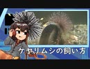 ケヤリムシの飼い方【アクアリウム】