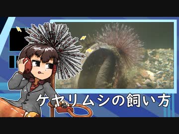 ケヤリムシの飼い方【アクアリウム】