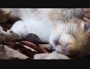 ホモと見る寄生虫が家を出る様子