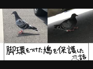 脚環をつけた鳩を保護した話