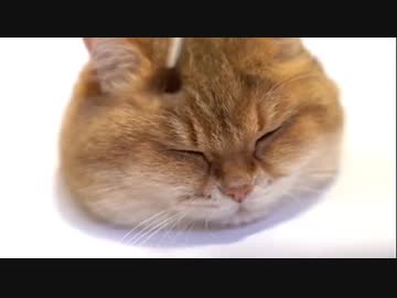 ホモと見る　リアル過ぎる猫の描き方講座