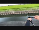 #七原くん 20220723「4年目の雷魚」米無速報版前編(1枠目前編,弥富市,夕まずめ,蟹江の釣具店ポパイへ,夜釣り)