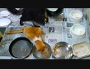 今週のおやつ（本隊）【蒼民家の猫々】