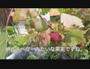 スグリ収穫。