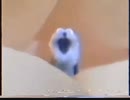 ニュイもん