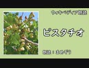 【ｳｨｷﾍﾟﾃﾞｨｱ朗読】 ピスタチオ 【食用植物】【まめぞう】