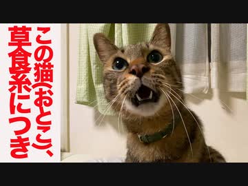 この猫（おとこ）、草食系につき