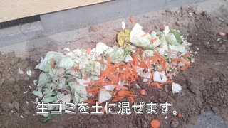 生ゴミ堆肥（肥料）を畑にすき込む。