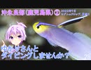 【沖永良部②(鹿児島県)】ゆかりさんとダイビングしませんか？