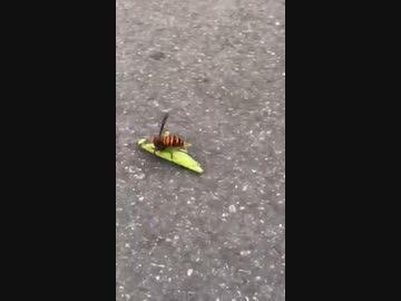 ホモと見るカマキリVSスズメバチ