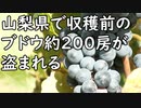 山梨県で収穫前のブドウ約200房が盗まれる、また桃が無くなった同じ笛吹市で…／ツイッターで『自作の目薬』が話題に「眼球の傷が3日で治る」「ドライアイに効く」→医者の見解がこちら…