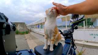 バイクに戻ってきたら野良猫がバイクに乗って寛いでいた