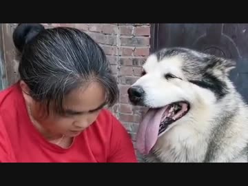 ホモと見る　母親にバレないように自分の分を確保するワンコ