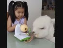 ホモと見る　リンゴの皮を食べる全自動のエコシステム