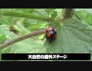 暇すぎるからテントウムシの交尾に実況をつけていいか？（転載）