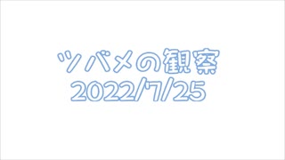 ツバメの観察2022No031