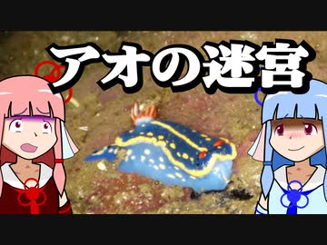 【琴葉姉妹の磯遊び】アオウミウシの迷宮にようこそ【VOICEROID劇場】