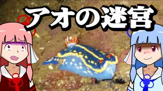 【琴葉姉妹の磯遊び】アオウミウシの迷宮にようこそ【VOICEROID劇場】