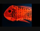 NEUTRINO　魚のように　オリジナル