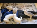 ホモと見る　人間が小さな狼犬に襲われる衝撃の瞬間