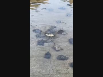 ホモと見る　ひっくり返った亀を助ける仲間達