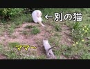 母猫だと思い近寄ると別の猫でびっくりする子猫