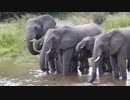 MalaMala_Game_Reserve_South_Africa-27531957627