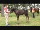 【セレクトセール2022】 ２日目当歳馬展示