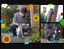 お庭の猫たち□ ヤバい蜂も□(*´∀｀ll*)□