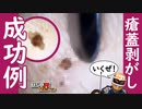 カラー版 【瘡蓋剥がしASMR】血が出たら失敗！ TAMIYA調色スティックで瘡蓋を剥がす音/ TASCAM DR-07MK2 【SMダークネス】