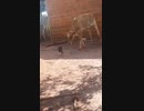 ホモと見る触れずに牛を弾き飛ばす猫