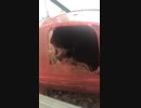 クロクマハムスターぱくぱくムシャムシャ