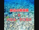 珊瑚礁と砂地で映るアオウミガメ！沖縄ダイビング