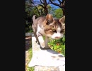 野良猫の進路妨害したら膝に乗ってきたｗ#Shorts【野良猫】【感動猫】