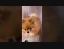 【天使】うちの犬がかわいすぎる。。。【きょうのわんこ】#shorts