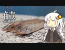 【VOICEROIDキッチン】野生を食べよう!!《鱚》
