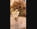 塩鯖とバター焼の野菜炒め