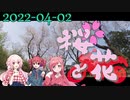 桜と花|2022-04-02_motovlog【TALQuツインピンクヘアー組】