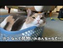 どうしてもカゴに入りたい猫。