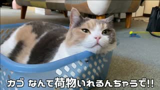 どうしてもカゴに入りたい猫。