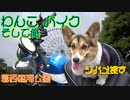 コーギーとモンキー１２５に乗って！梅雨、今の時期、俺の田舎ではツバメが巣を作り子育てをしていた。今日は、東京２３区内でツバメを探しに葛西臨海公園へ行く。