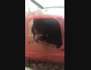 クロクマハムスターぱくぱくムシャムシャ