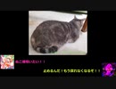 一般人のおっさんがDDRを頑張る！part9
