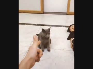 ホモと見る　空気を読む猫